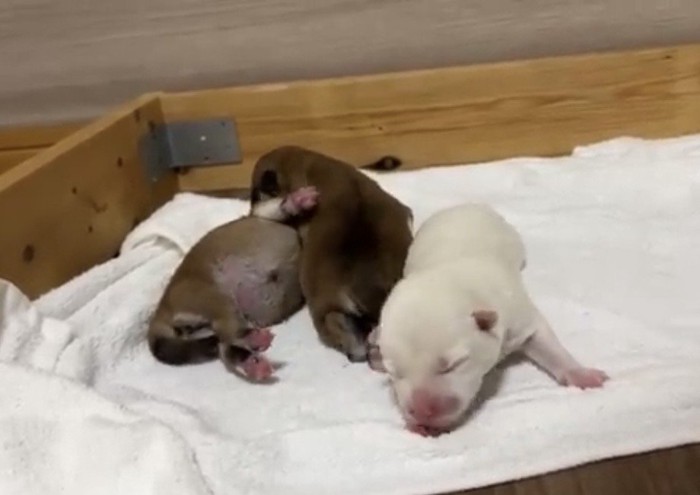 並んで動く3匹の犬