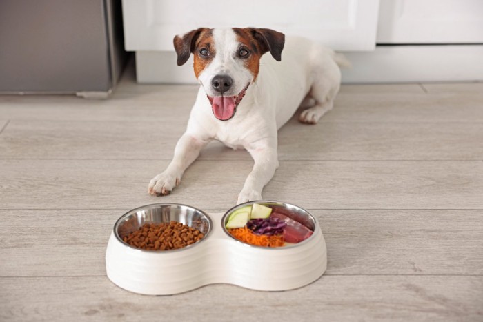 犬とご飯の入った食器