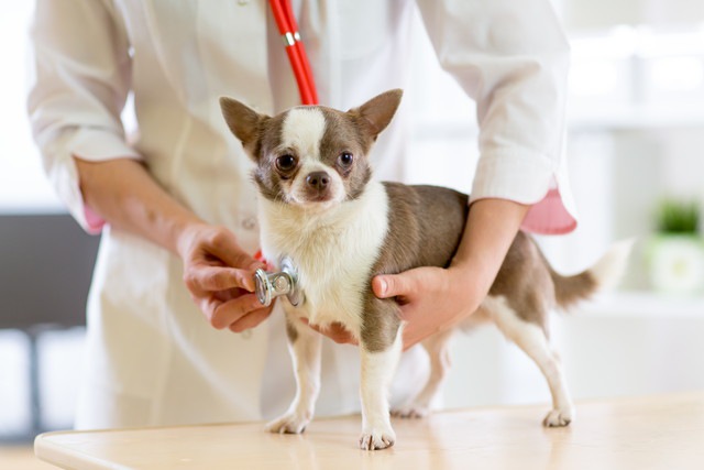 動物病院で検査を受けている犬