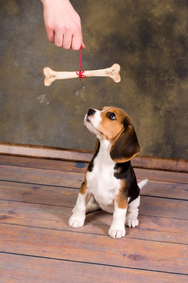 吊るされた骨を見る犬