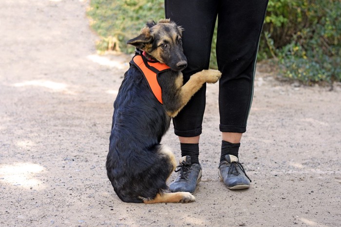 足にしがみつく犬