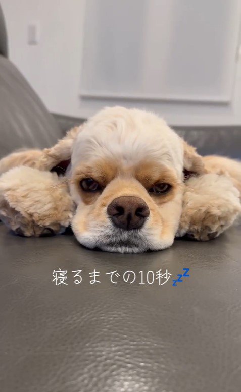 普段のエルくんのお顔3