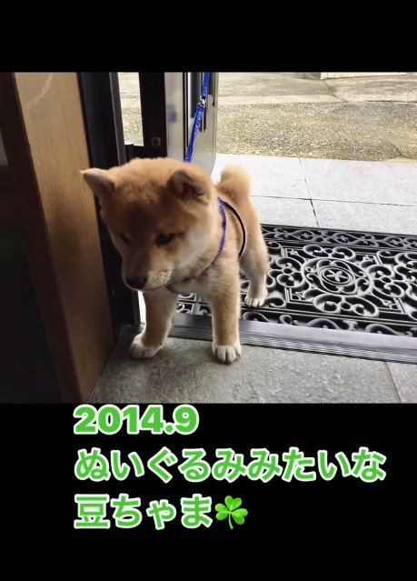 豆柴の赤ちゃん