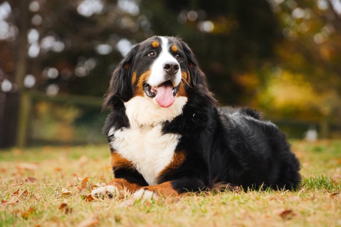 ドッグランで伏せをする大型犬