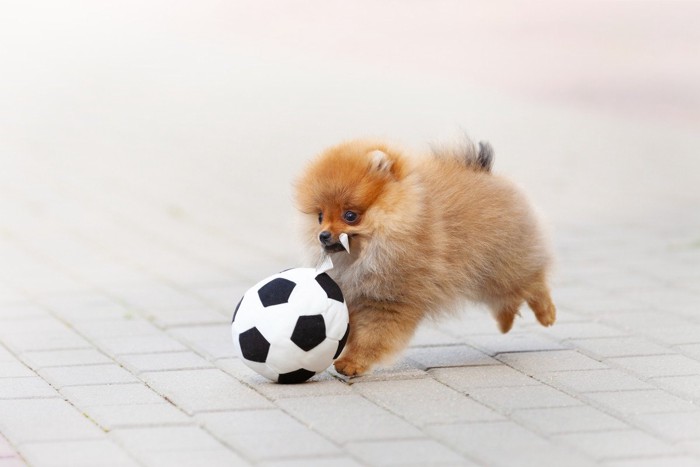 サッカーボールとポメラニアンの子犬