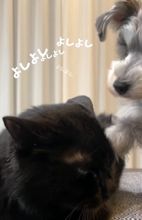 猫を撫でる小型犬