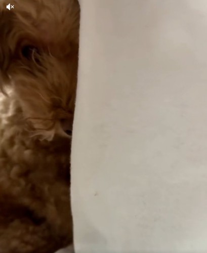 顔をのぞかせるチャミィちゃん