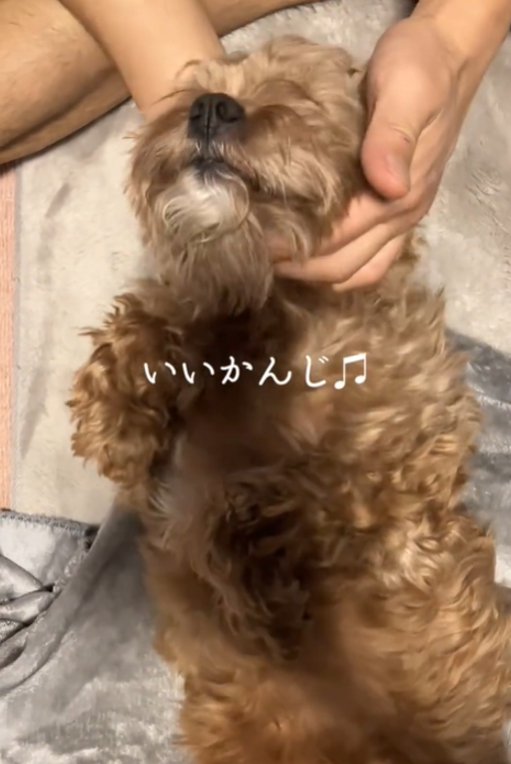 目をつむる犬3