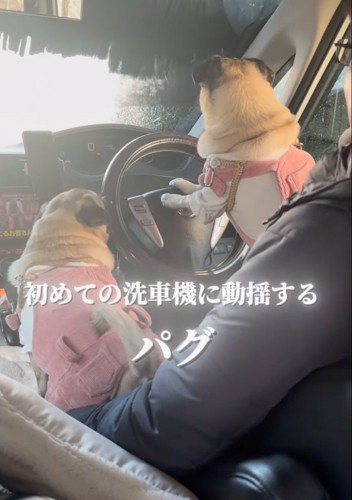 狼狽える犬