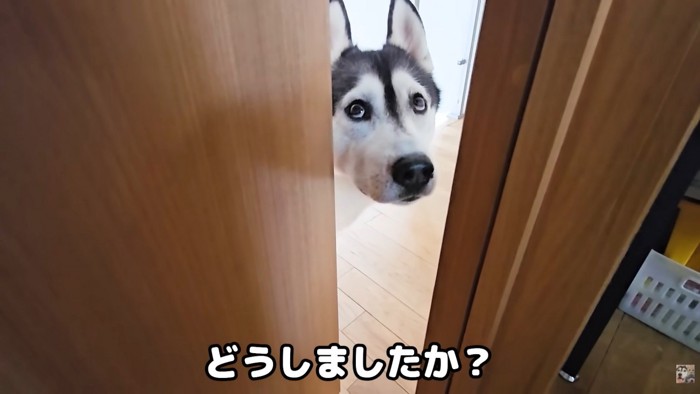 「ちょっと来て!」とお目目でアピール