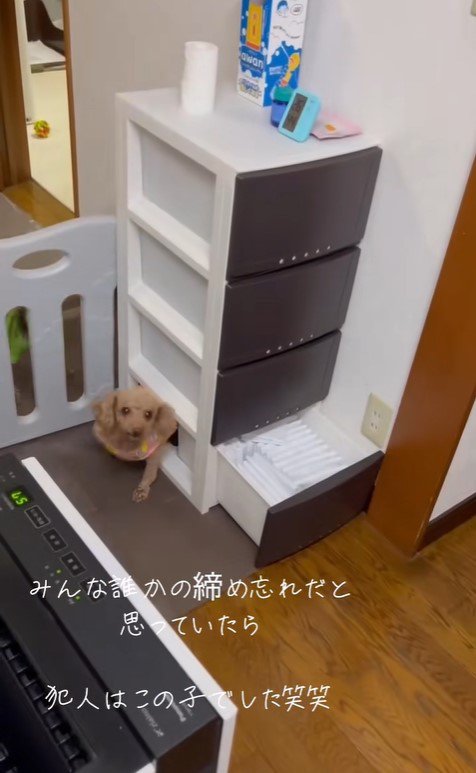 収納棚を開けて脱走するぽぽちゃん6