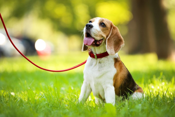 芝生の上にお座りをする犬