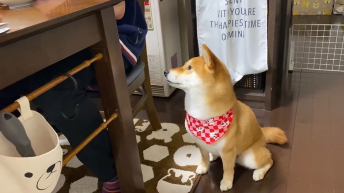 「すき焼きちょうだい!」とアピール中
