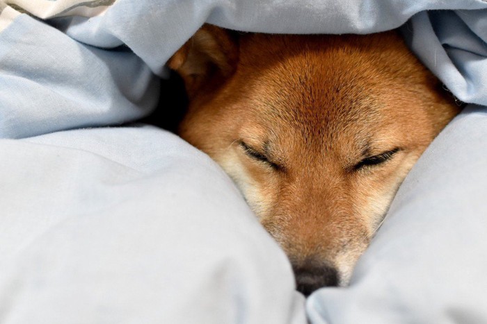 布団で埋もれる柴犬