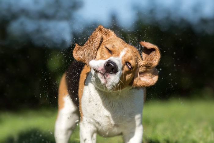 体を震わす犬