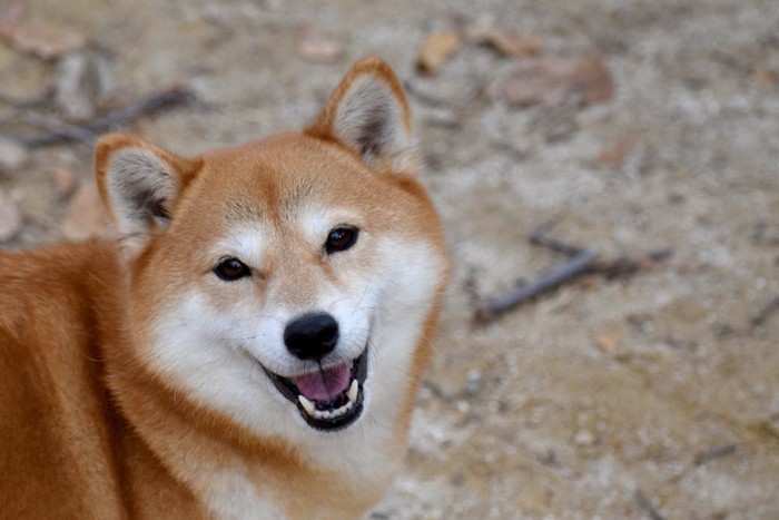 笑顔で振り向く犬