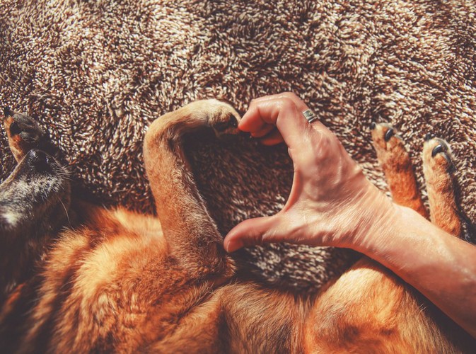 犬の手と人の手で作ったハートマーク