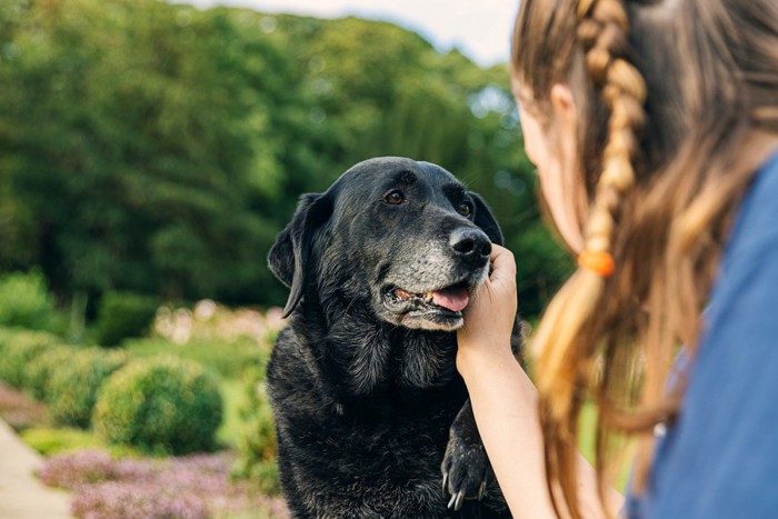 屋外で女性と向き合ってなでられているシニア犬