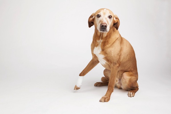 手首に包帯を巻いている垂れ耳の犬