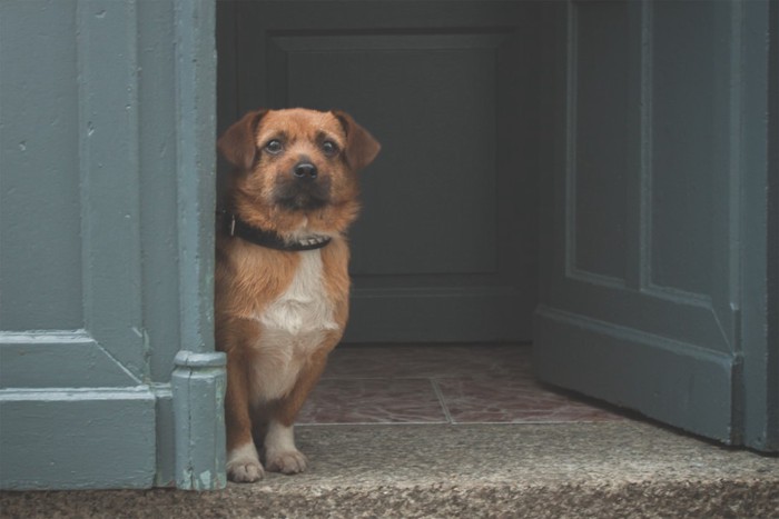 ドアから覗く犬