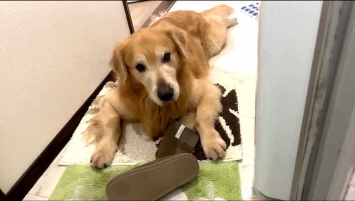 浴室の前で飼い主が出てくるのを待っている犬