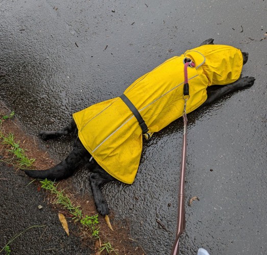 雨の日散歩