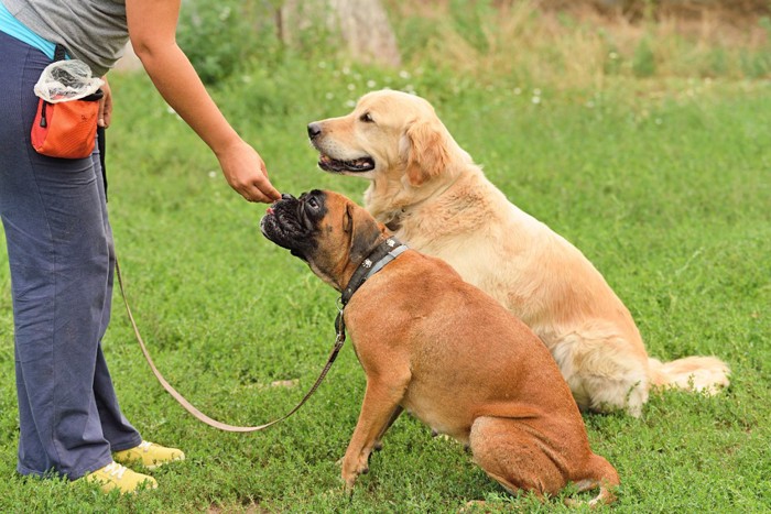 トレーニング中の2頭の犬