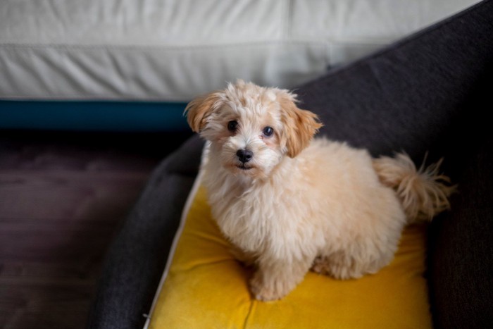 黄色クッション、垂れ耳子犬