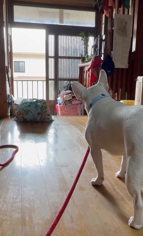 おばあちゃんを目で追いかける犬