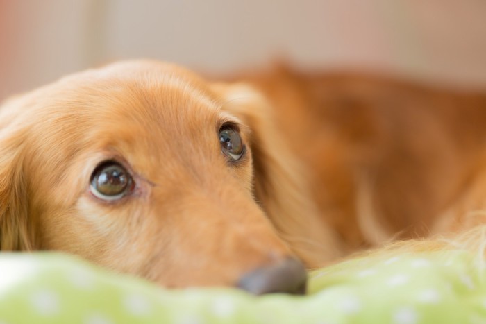 弱っている犬