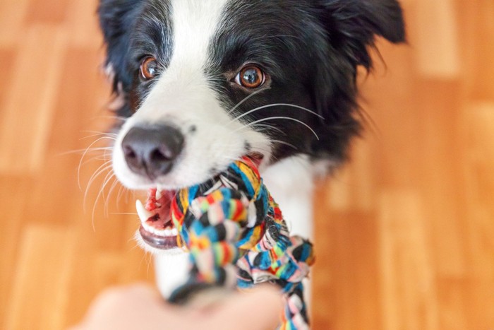 ロープで遊ぶ犬