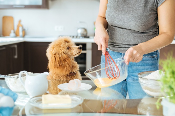 キッチンで料理をしている飼い主を隣で見守る犬
