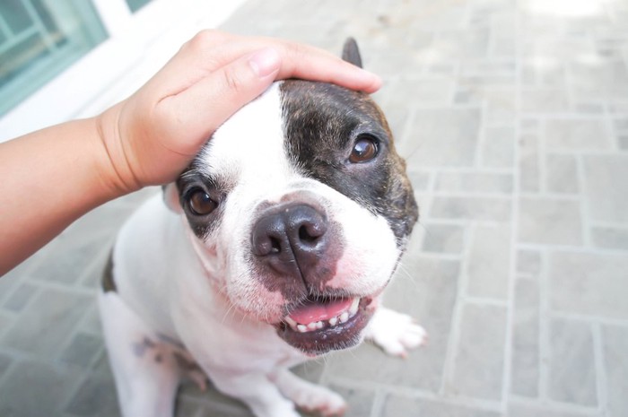 飼い主に撫でられて嬉しそうな犬