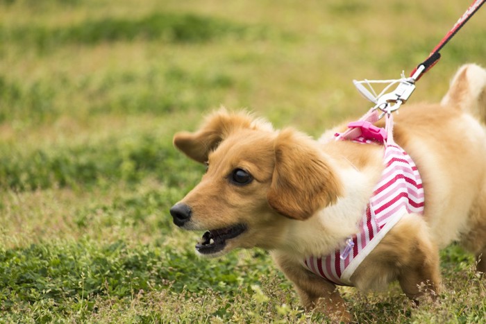 散歩中に吠える犬