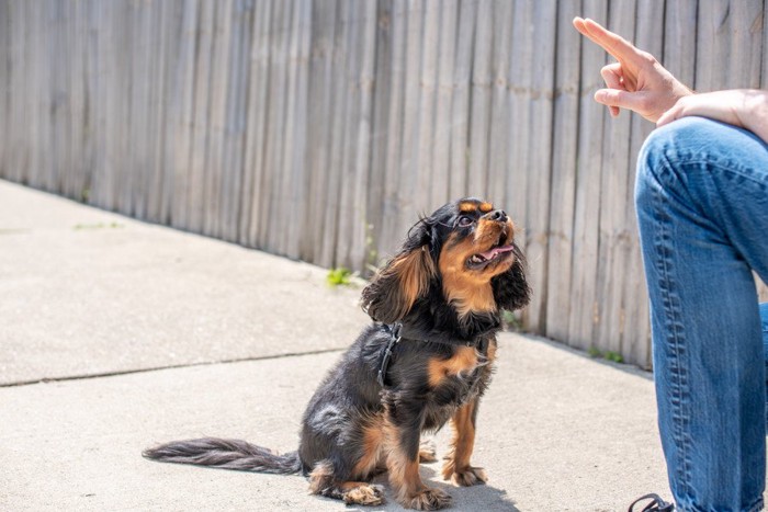 おすわりする犬