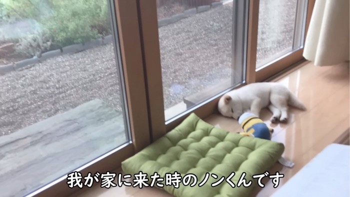 寝ている子犬