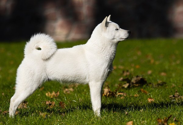 北海道犬の全体