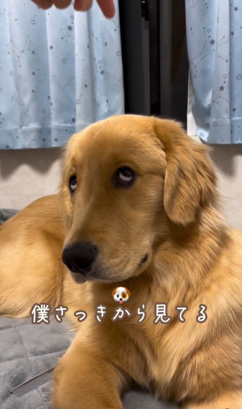 上を向いてほしい飼い主さんVSモンガータくん6