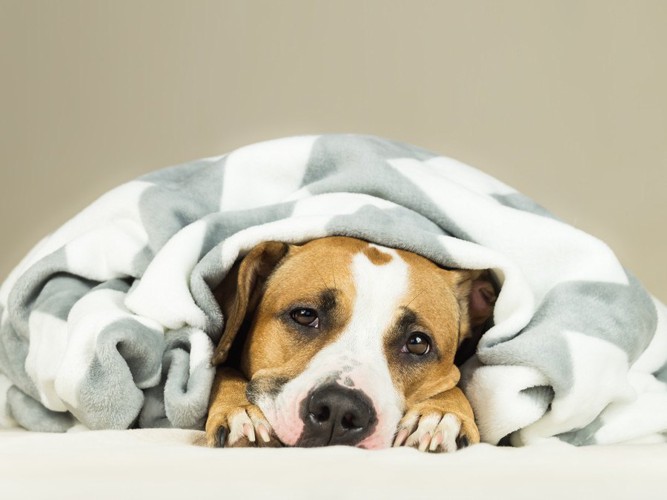 毛布にくるまっている犬