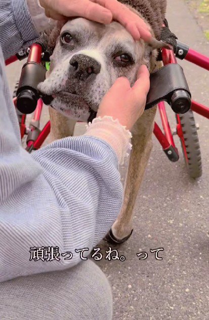 「よく頑張ってるね」