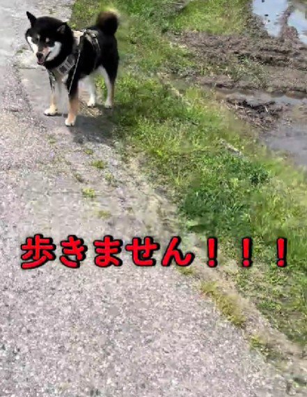 「歩かない！！」