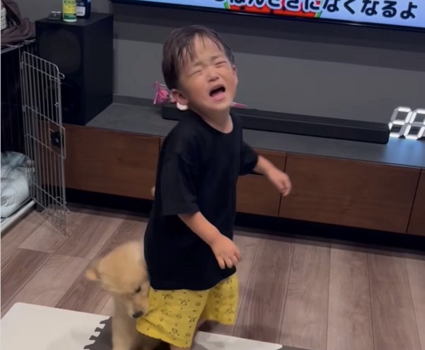 犬に噛まれる子供