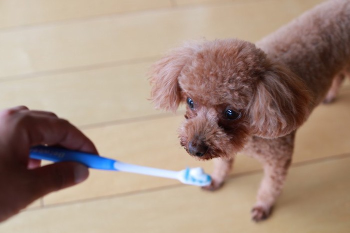 犬の歯磨き