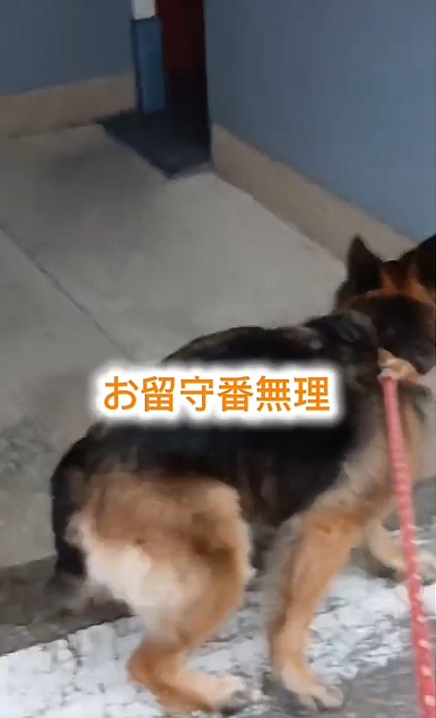 トイレに入ろうとする犬2