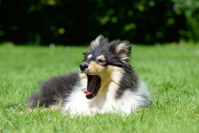 草むらであくびをする犬