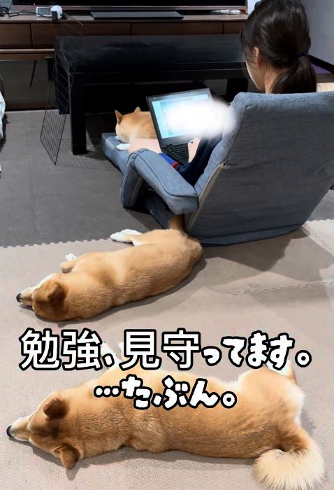 勉強中の次女を見守る豆柴たち