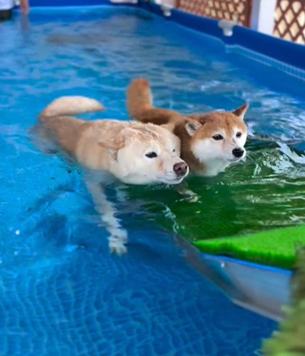泳ぐ2匹の犬4