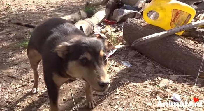 風船のように全身が腫れている犬