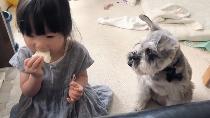 子どもと犬