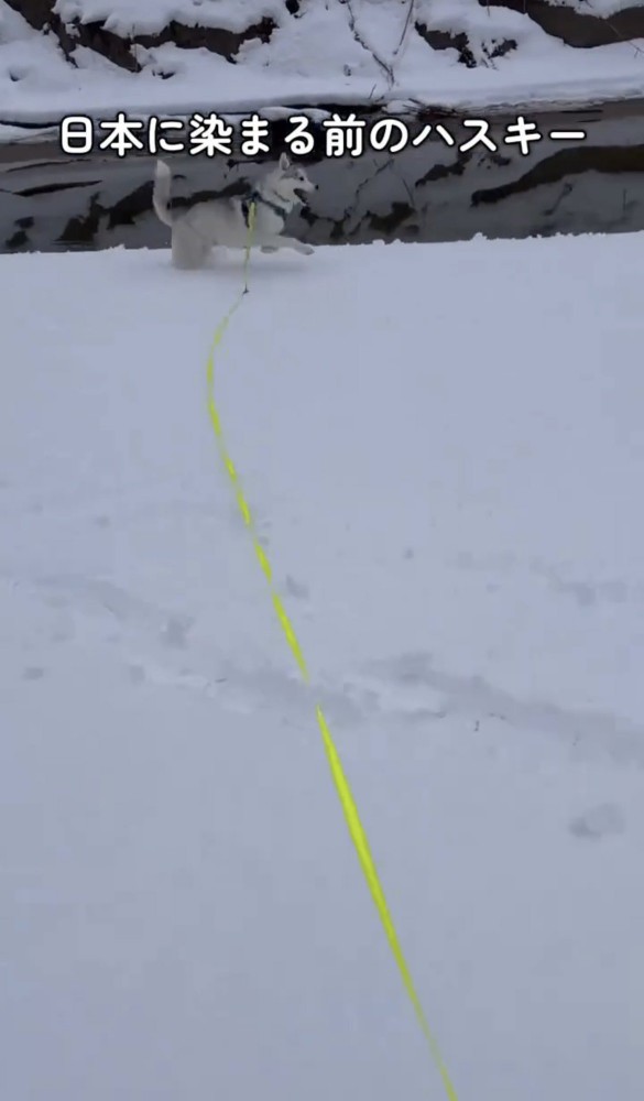 川べりの雪道を走る犬